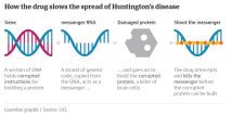How the drug slows the spread of Huntingtons