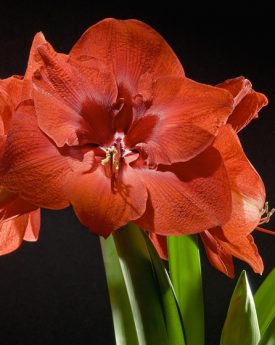 Flowers for HDSA